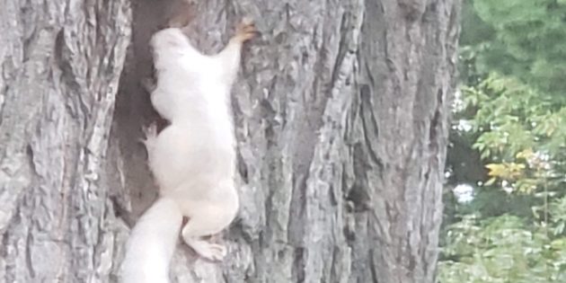 squirrel climbing up tree