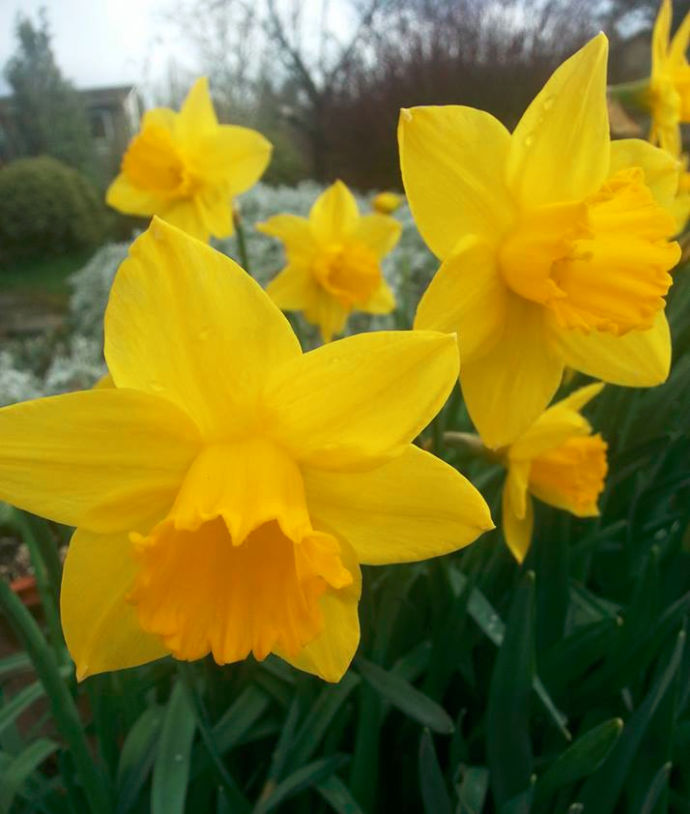 dafodils in bloom