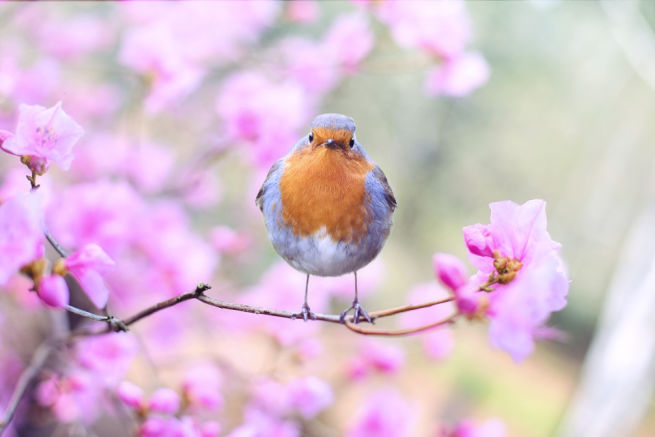 Bird on a Blooming Branch