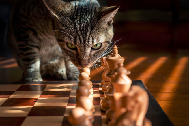 Tabby and chess board