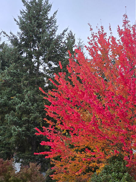 November colorful trees